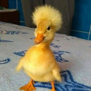 Meet your Posher, Stacy